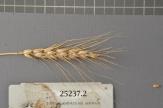 Click for 1 image(s) for this accession. Spike